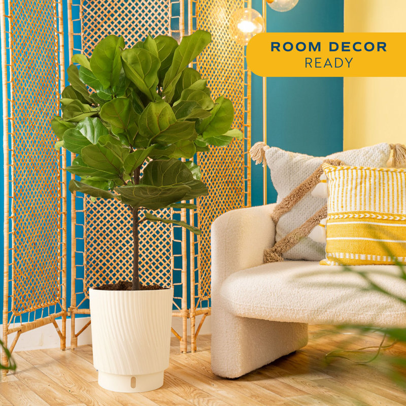 Fiddle Leaf Fig Plant in Planter