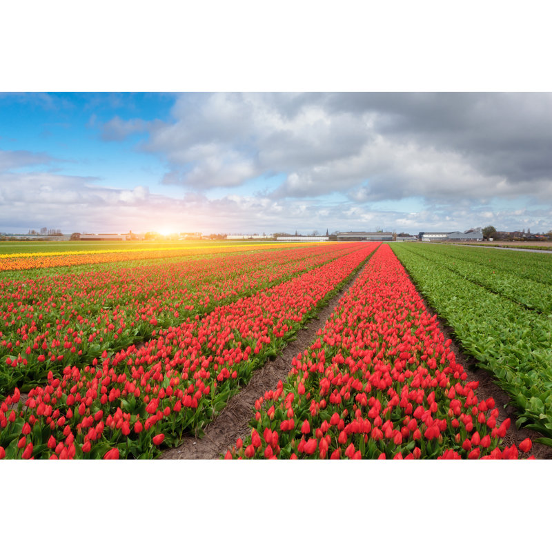 Red And Yellow Tulips by Den-belitsky - Wrapped Canvas Print, 61cm H x 91cm W