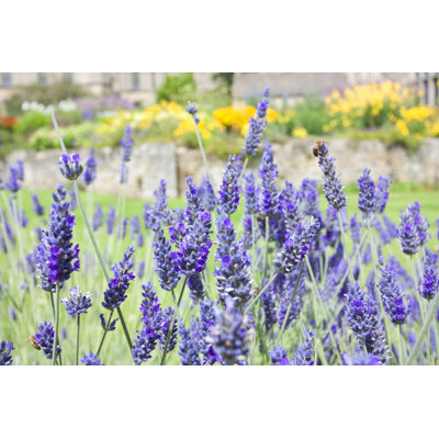 Lavande à fleurs mauves