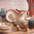Duomo 16 Piece Dinnerware Set