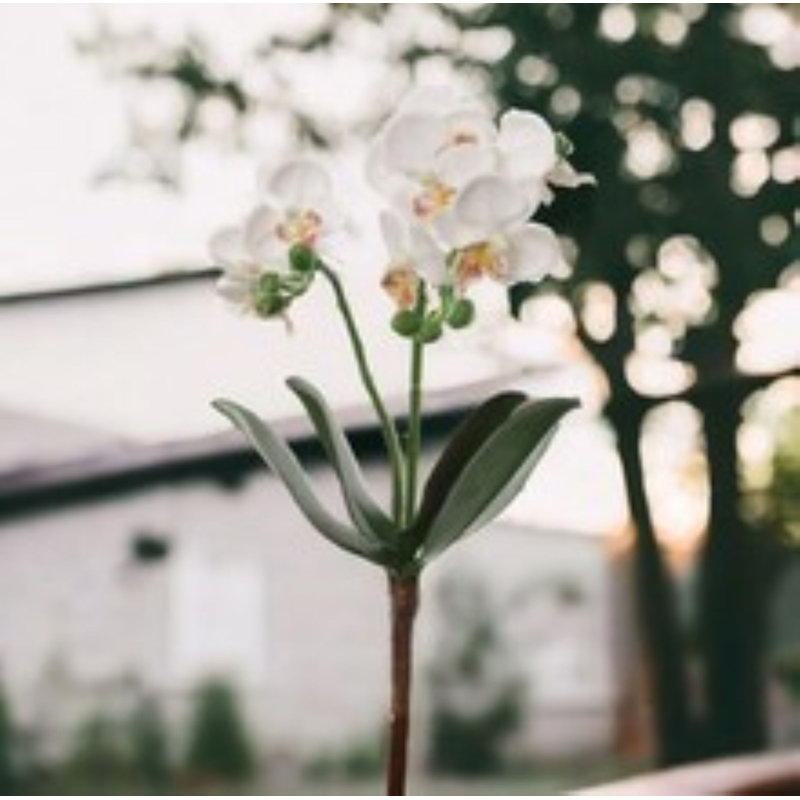 Phalaenopsis Spray 16" - 3 Pack