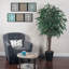 Ficus au sol en pot