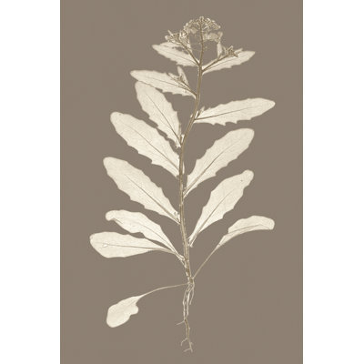Taupe Nature Study IV by Vision Studio - Wrapped Canvas Painting