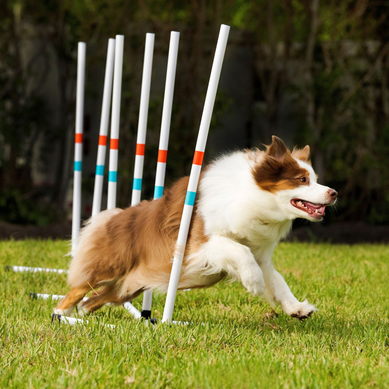Adjustable Dog Agility Set with Hoop, Poles, and Bar Jump
