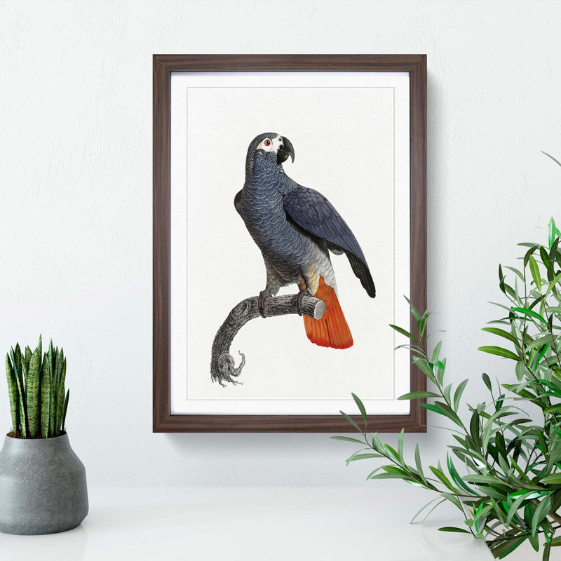 Orange-Tipped Grey Parrot by F. Levaillant - Framed Print, Walnut Framed, 65cm H x 48cm W x 2cm D