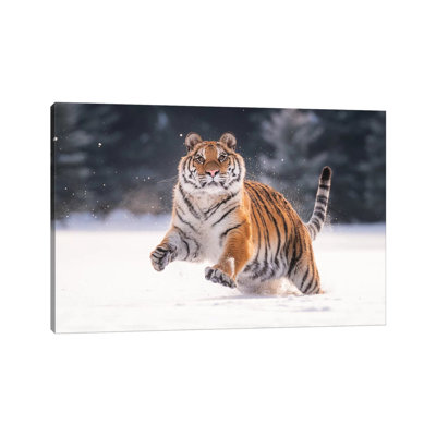 " Siberian Tiger Running In The Snow V " by Dick Van Duijn