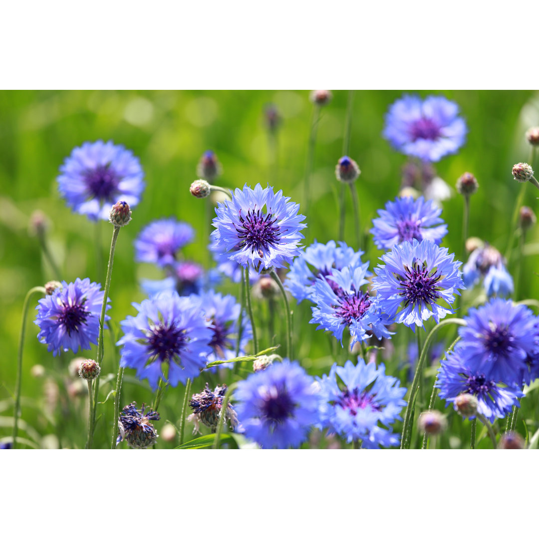Centaurea Cyanus - Wrapped Canvas Print