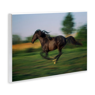 «Dashing Camargue Racehorse», plaque murale par Scott Stulberg