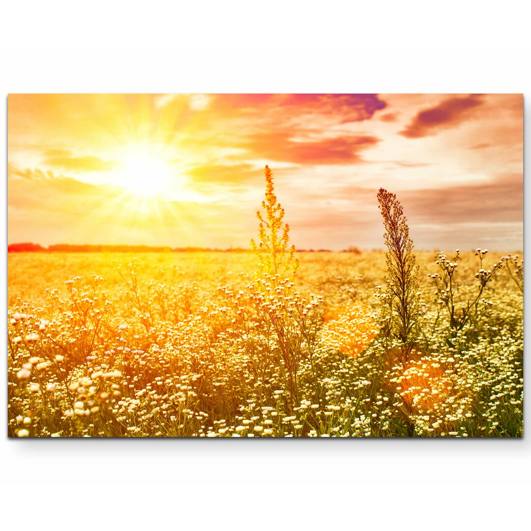 Leinwandbild Wildblumenwiese im Sonnenuntergang