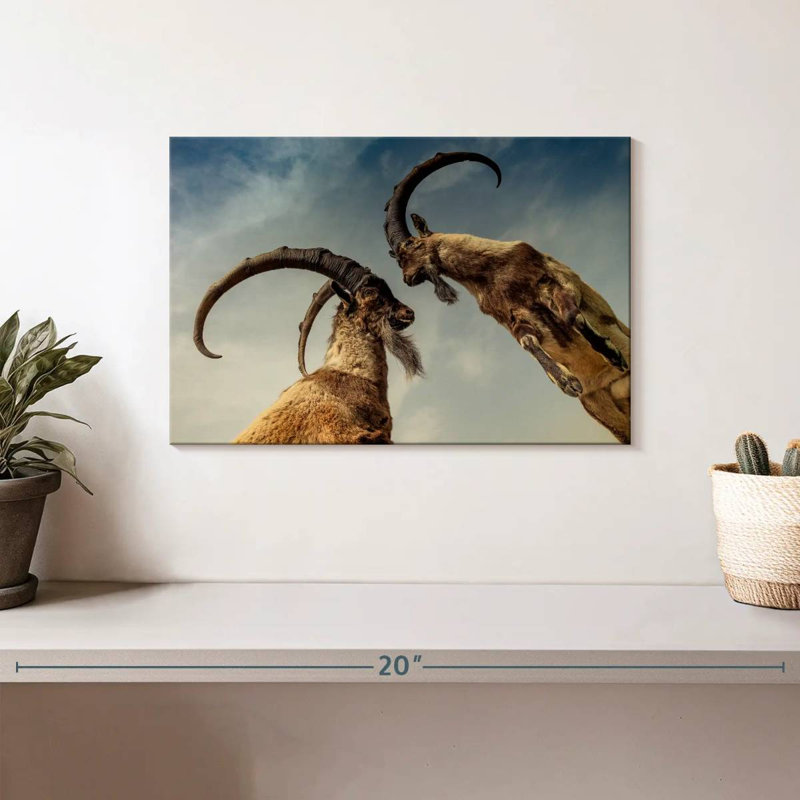 Brampt Goat Clash, 8" H x 12" W