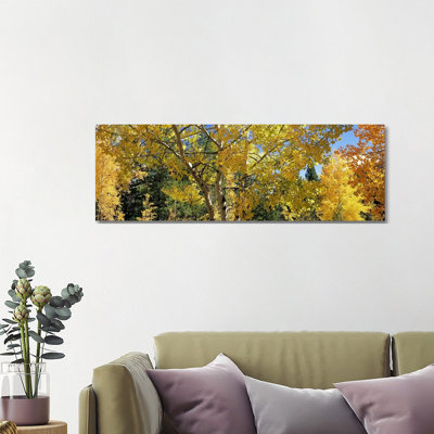 Aspen Trees in Autumn, Colorado, USA 1 Piece Wrapped Canvas Panoramic Wall Art