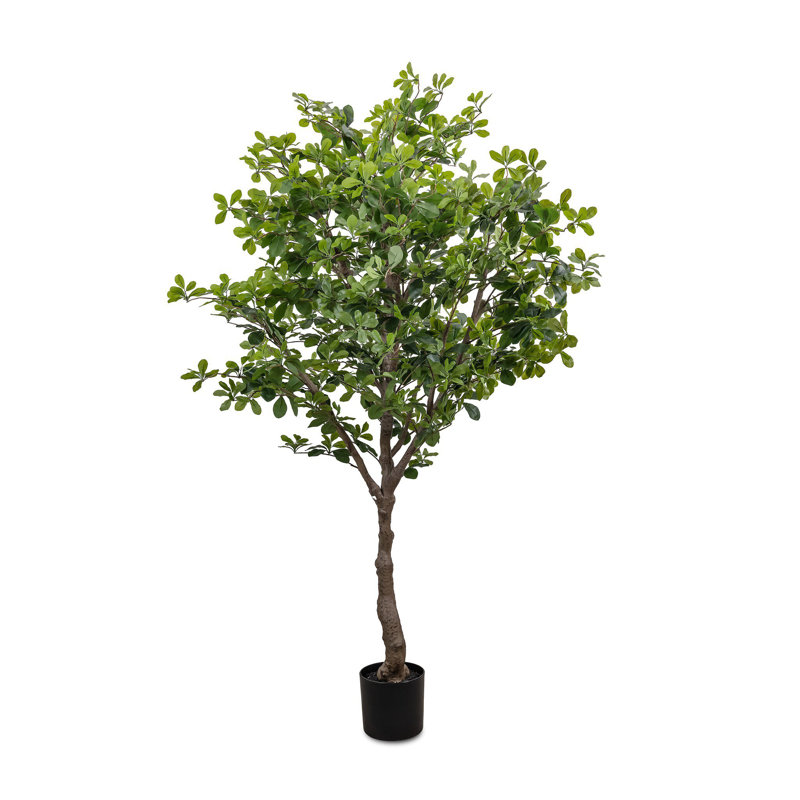 Faux Aralia Faux Foliage Tree in Pot, 75" H x 47" W