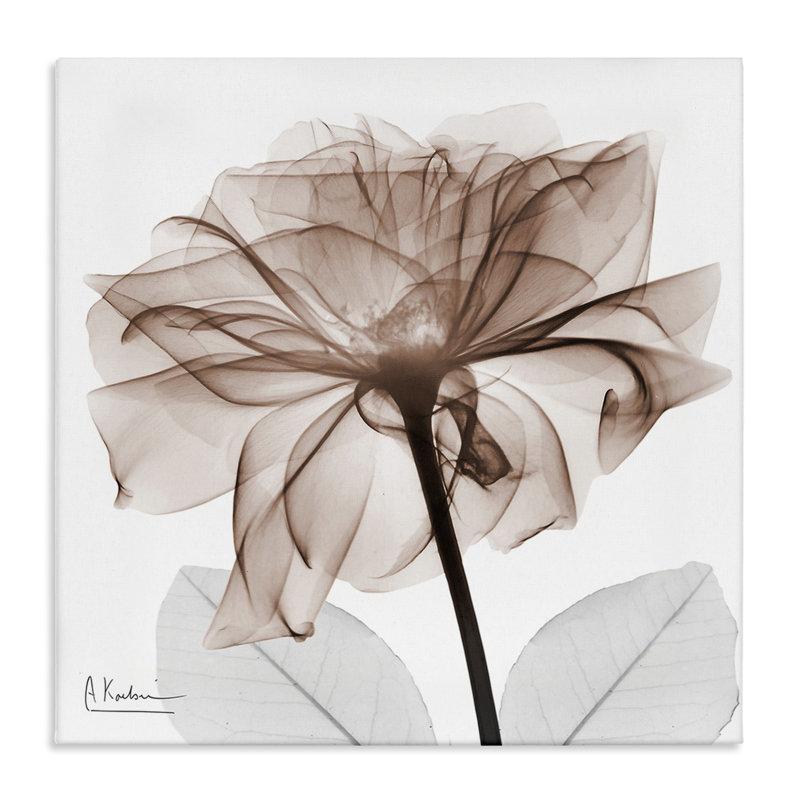 Art mural sur toile Opaque Rose Blossom, design par Albert Koetsier, H 36 po x l 36 po