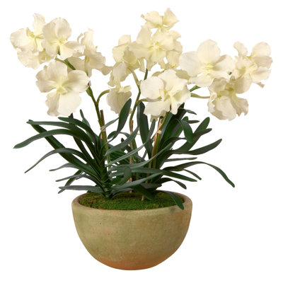 Vanda Orchids in Mossy Planter