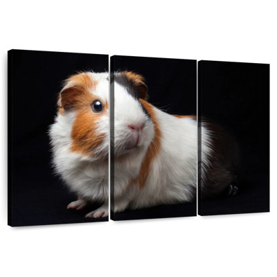 Tricolor Guinea Pig