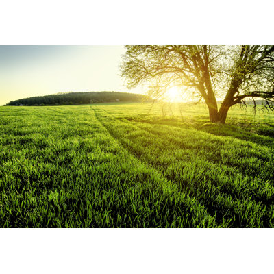 Spring Field by Misha Kaminsky