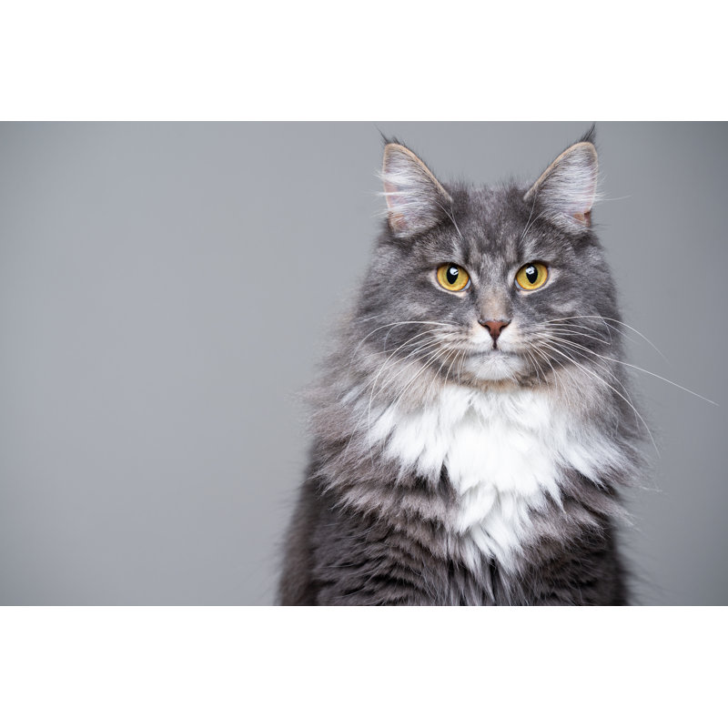 Portrait de chat Raivyn par Nils Jacobi, H 8 po x l 12 po x P 1,25 po