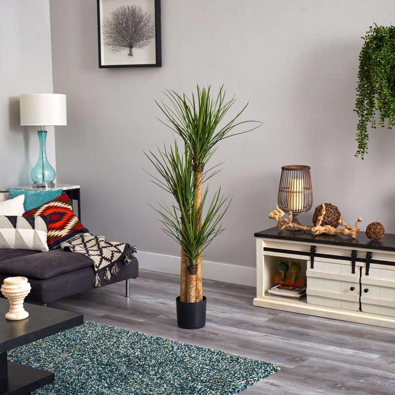 Yucca Tree with Lush Green Leaves