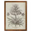 «Fresco Crown Imperial III» par Paul Cezanne - reproduction d'art encadrée-1138327999-1138327940
