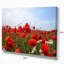Coquelicots rouges sous un ciel bleu vif - reproduction de photo sur toile tendue-19240316