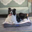 Coussin orthopédique / classique-59398874