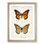 Monarch Butterfly by S.F. Denton - Picture Frame Graphic Art Print-55610321-55610322