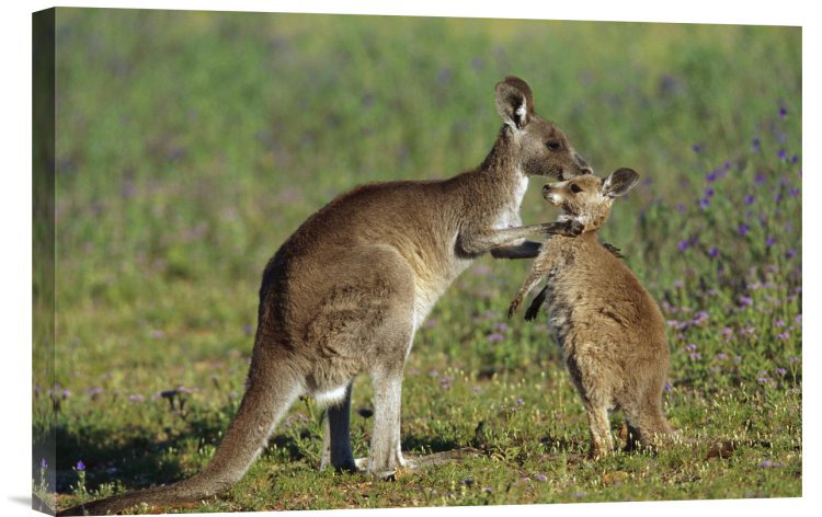 https://assets.wfcdn.com/im/74195571/compr-r85/4201/42019959/eastern-gray-kangaroo-mother-with-joey-australia-framed-on-framed-canvas-print.jpg