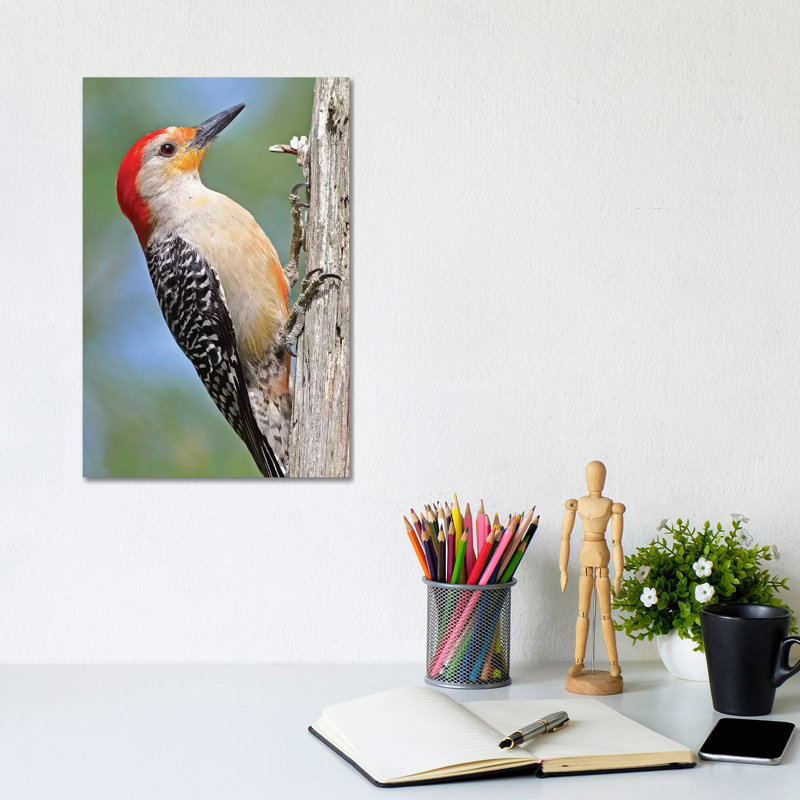 Red Bellied Woodpecker par Brian Wolf - photographie sur toile tendue, H 12 po x l 8 po x P 0,75 po
