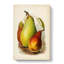A Vintage Illustration Of Pears - Wrapped Canvas-55300127