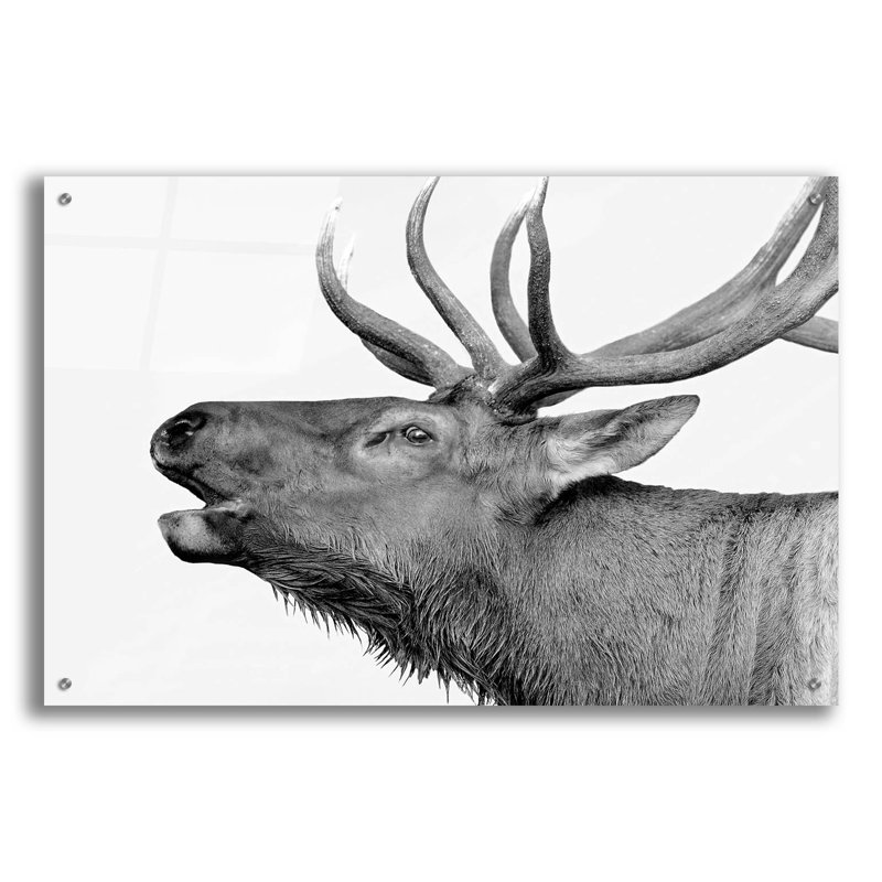«Deer» par PhotoINC Studio, H 24 po x l 36 po x P 0,2 po