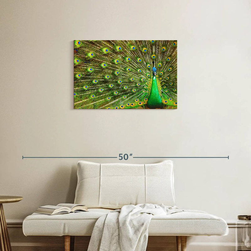 Brampt Showing Off Peacock Feathers, 20" H x 30" W