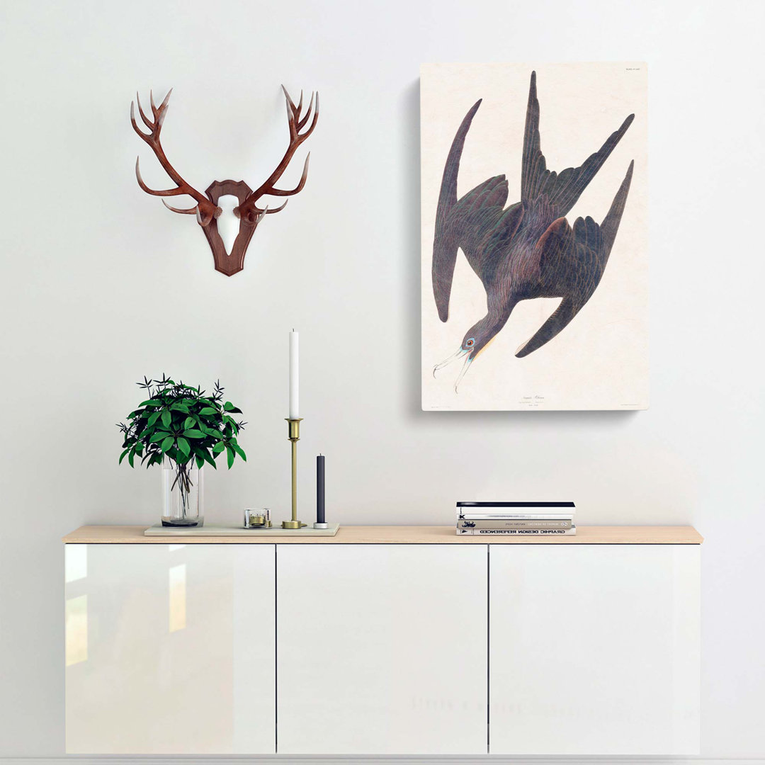 Frigate Pelican by John James Audubon - Wrapped Canvas