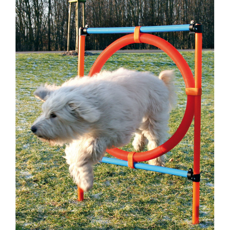 Adjustable Blue and Orange Dog Agility Training Ring