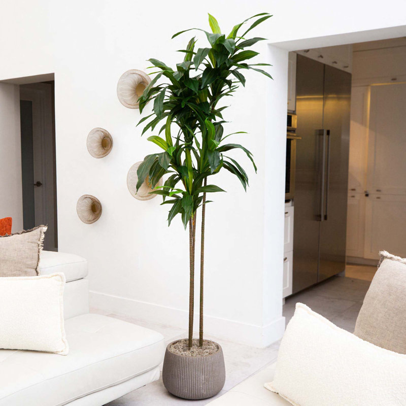 Faux arbre Dracaena 84 po