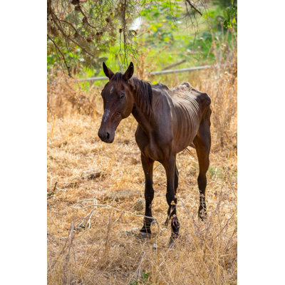 Hungry Horse - Wrapped Canvas Print