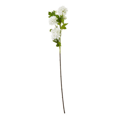 Anastasija Arrangement