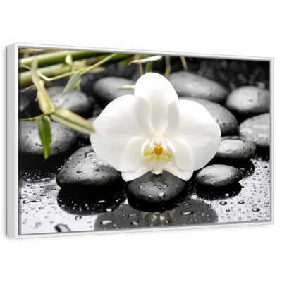 Orchidée blanche