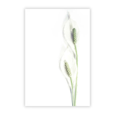 Pair Of White Peace Lilies - No Frame Print