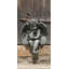 Seated Small Cherub Statue-13915276