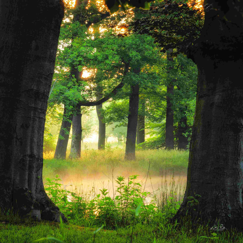 Structure d'arbre 2886477, H 20 po x l 20 po, Cadre photo noyer, Oui