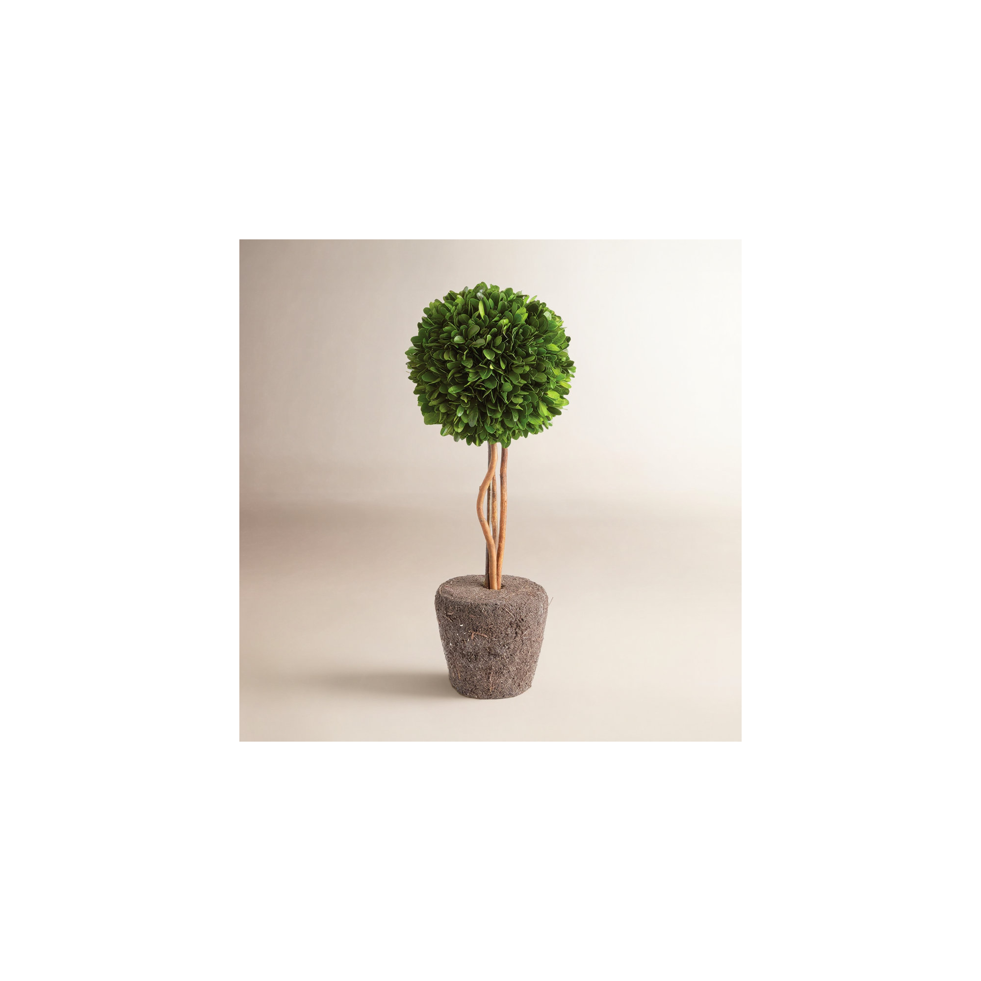 Alby Faux Boxwood Topiary in Planter, 16" H x 6.5" W x 6.5" D