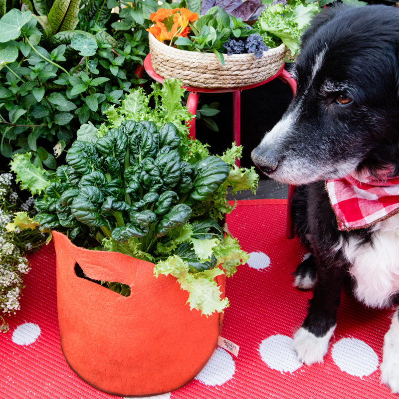Jardinière en tissu Smart Pot®, 9,5 x 12 x 12, Orange