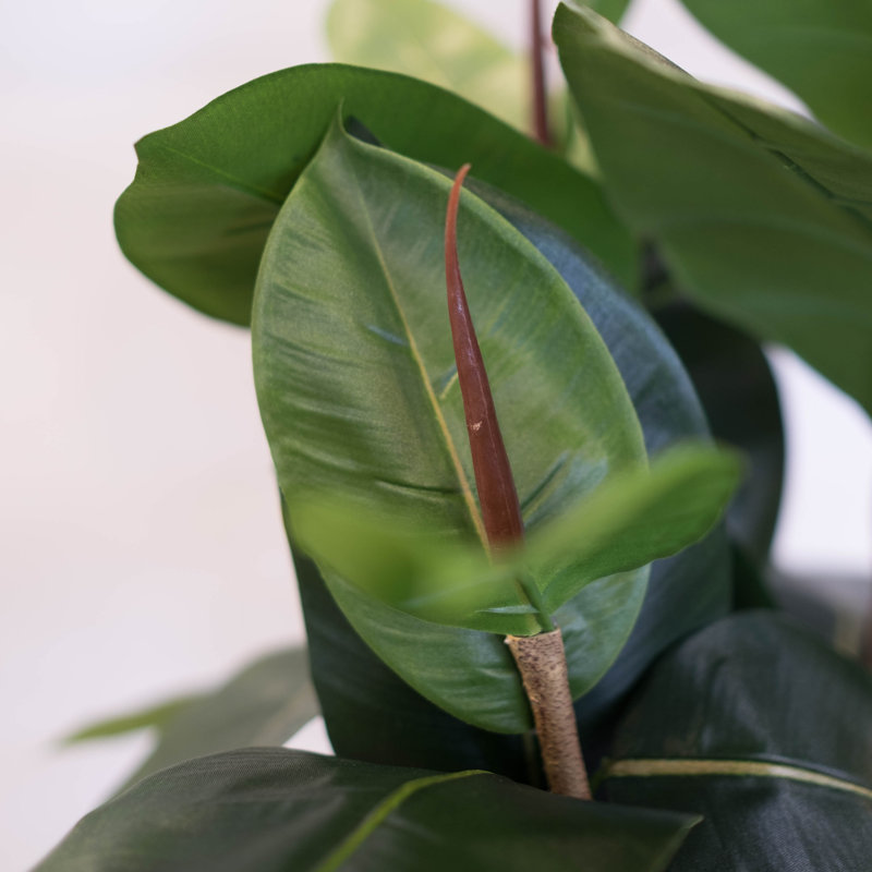 Doublure en pot ficus en caoutchouc