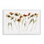Automne, coquelicots, art par Shirley Novak bf-995