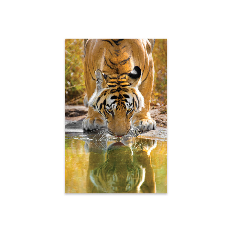 Tigre du Bengale reflétant dans l'eau, Inde