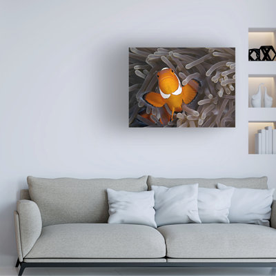 Henry Jager Anemonefish Canvas Art