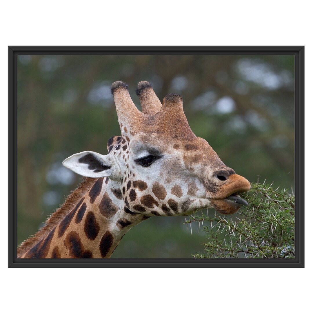 Gerahmtes Wandbild schöne Giraffe beim Fressen