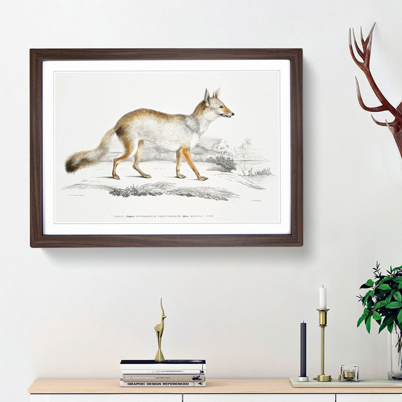 Bengal Fox by John Edward Gray - Single Picture Frame Painting, Walnut Framed, 45cm H x 63cm W x 2cm D