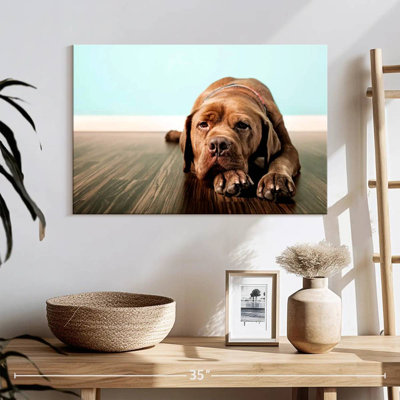 Brampt Bored French Mastiff Dog