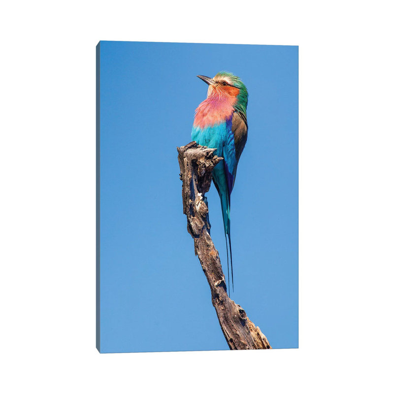 Hummingbird Sight by Jimmyz - Wrapped Canvas Gallery-Wrapped Canvas Giclée